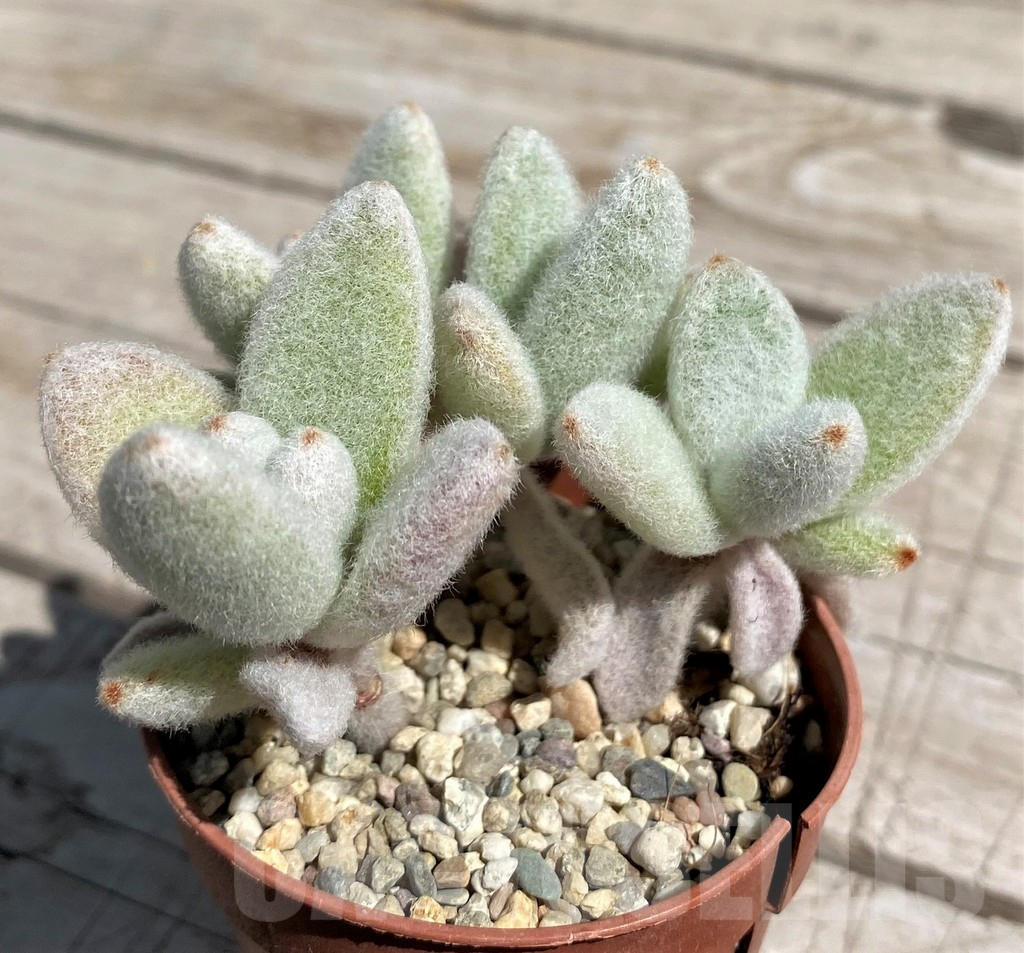 SH7578 Kalanchoe eriophylla - Image 3