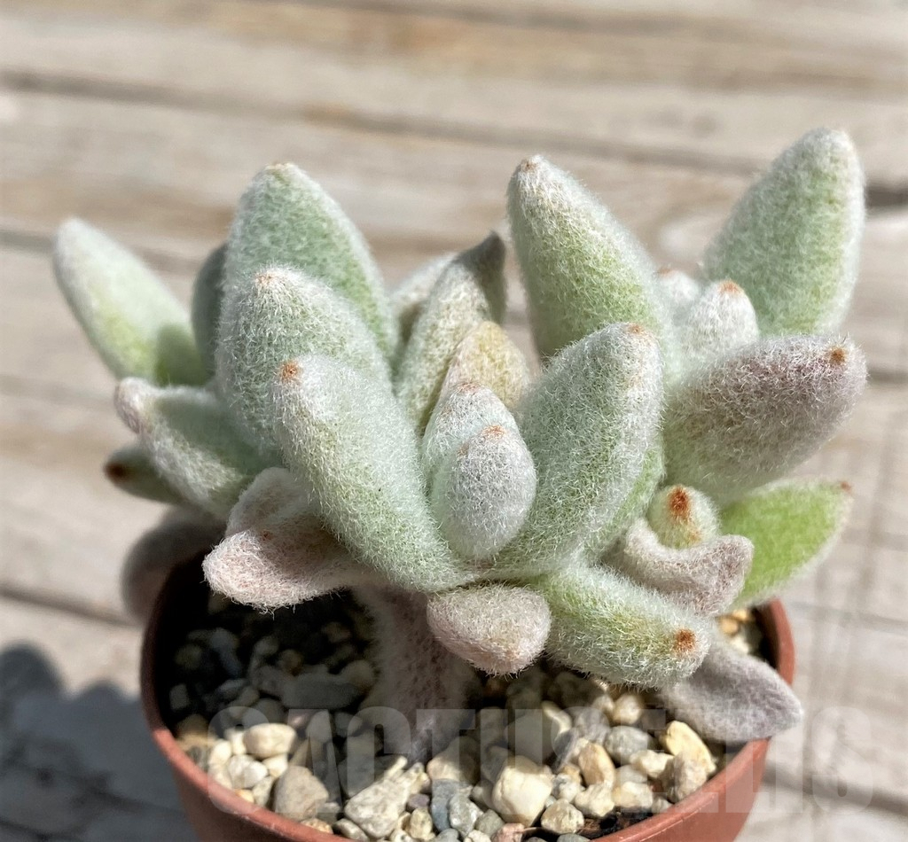 SH7578 Kalanchoe eriophylla - Image 2