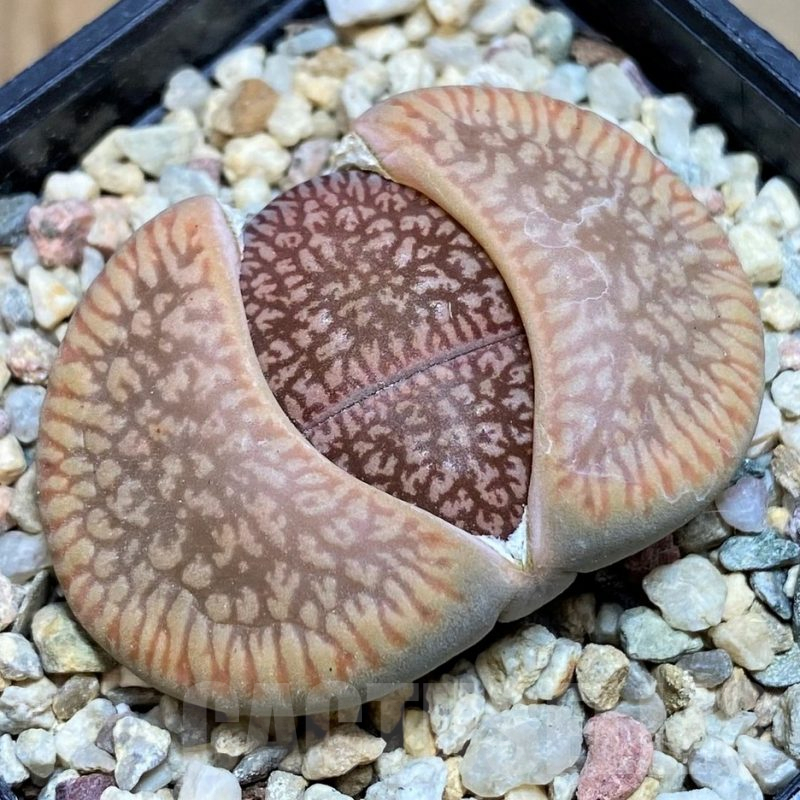 SH7559 Lithops aucampiae 'Red Daniels Kuil'