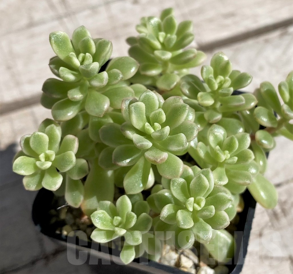 SHND7586 Sedum ‘Joyce Tulloch’ f. variegata