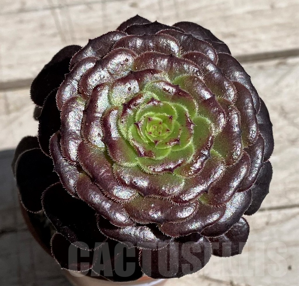 SH7589 Aeonium sp.