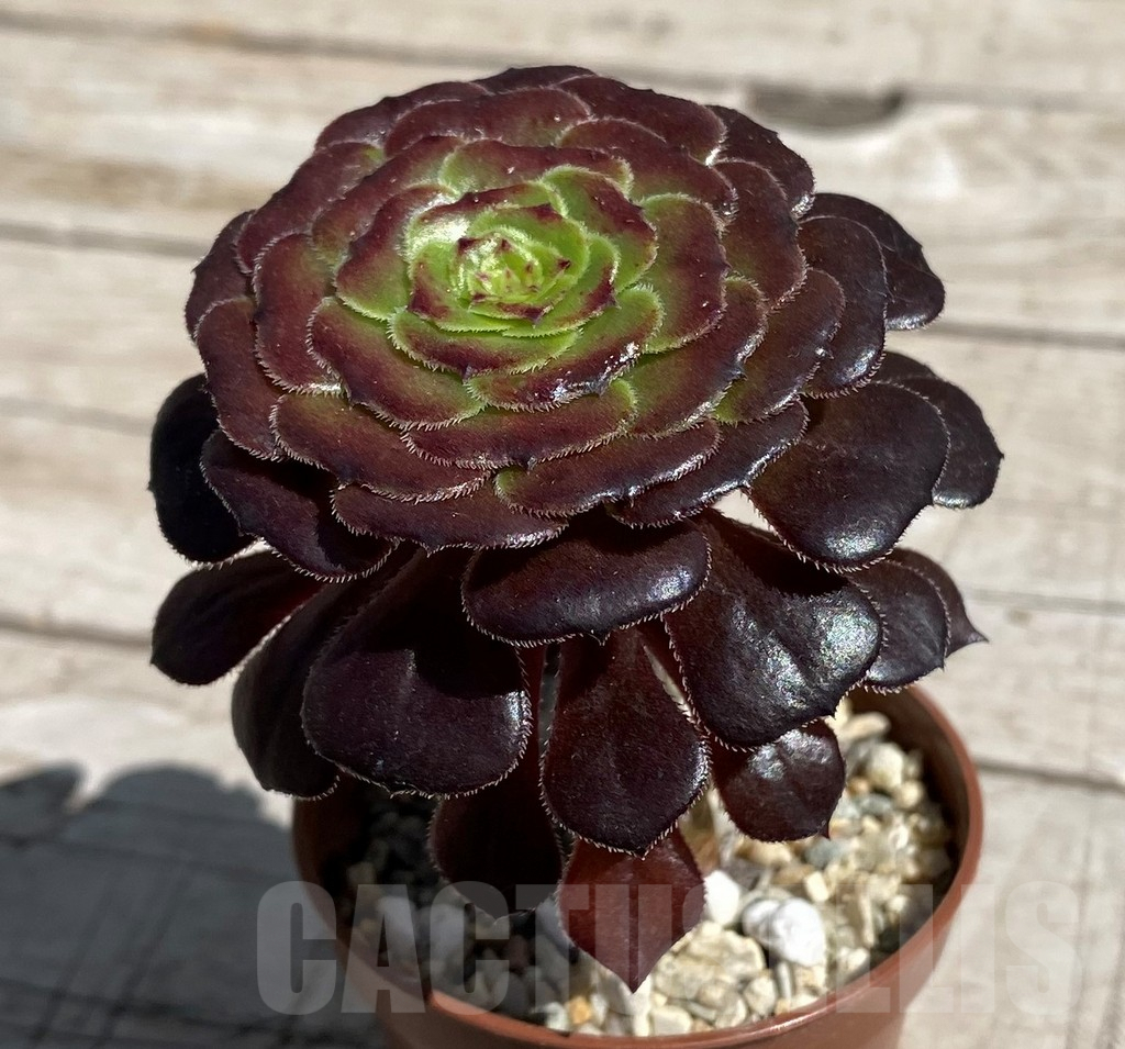 SH7589 Aeonium sp. - Image 2