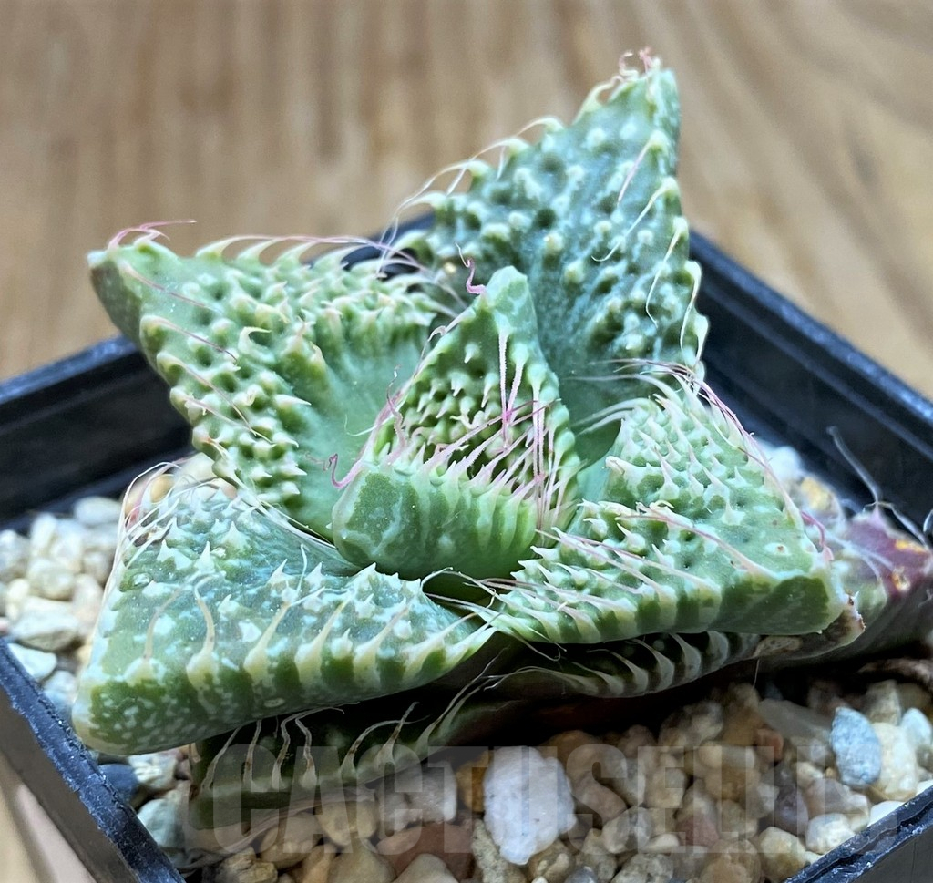 SH7711 Faucaria tuberculosa - Image 2