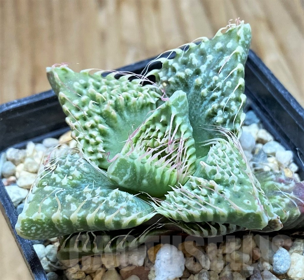 SH7711 Faucaria tuberculosa