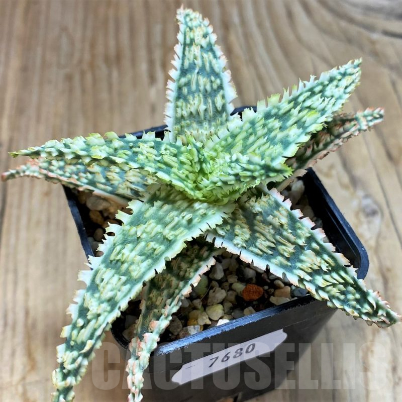SH7680 Aloe TCT hybrid