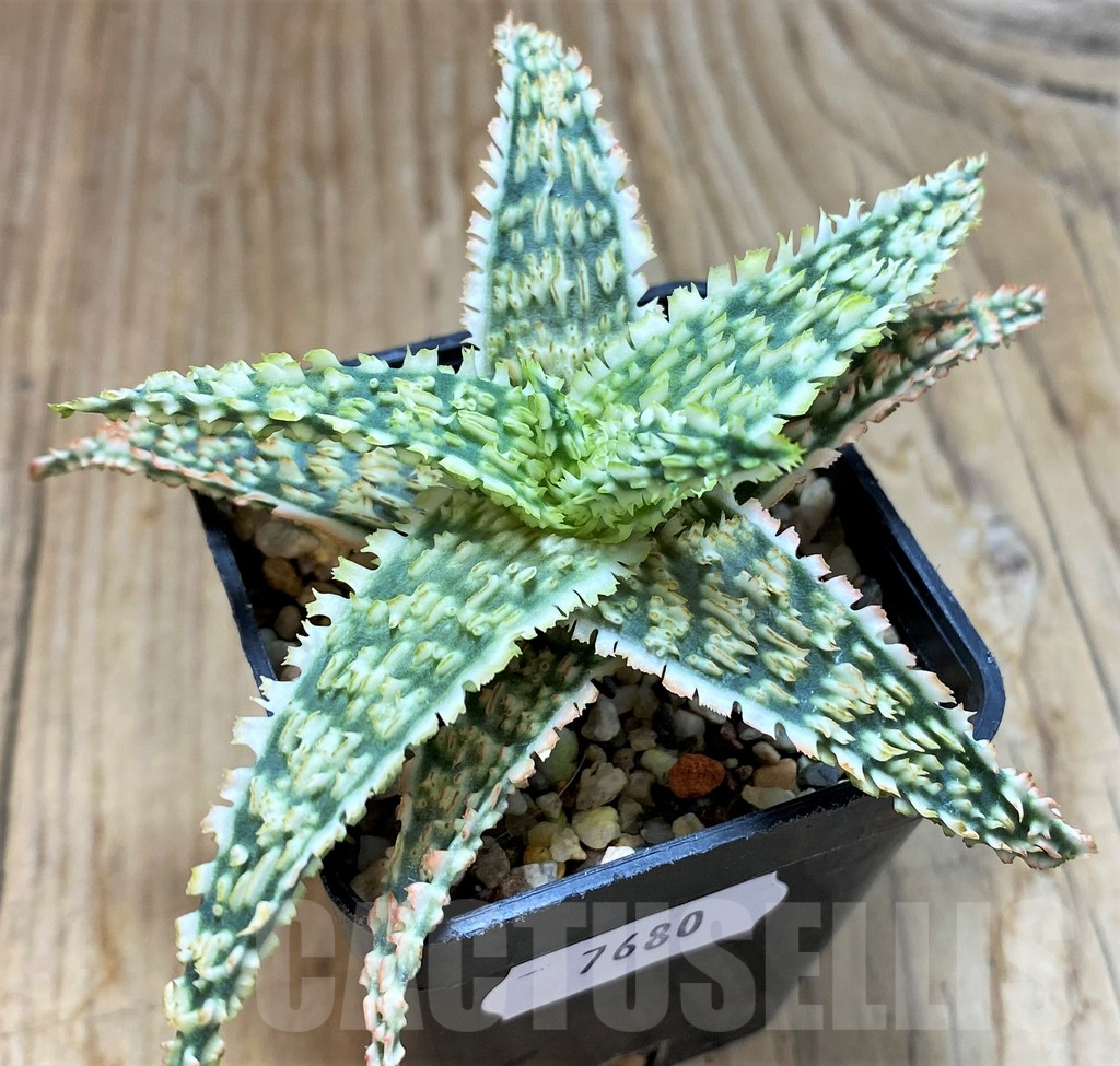 SH7680 Aloe TCT hybrid
