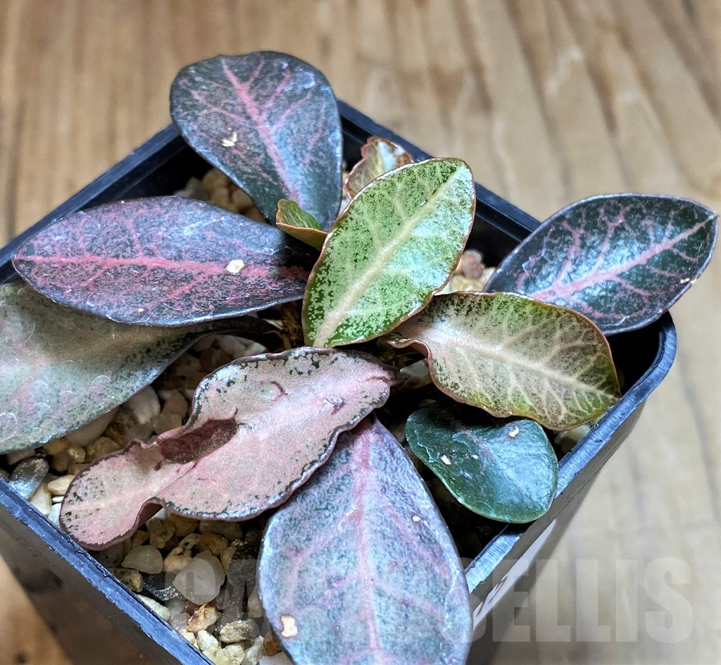 SH7715 Euphorbia francoisii hybrid - Image 2