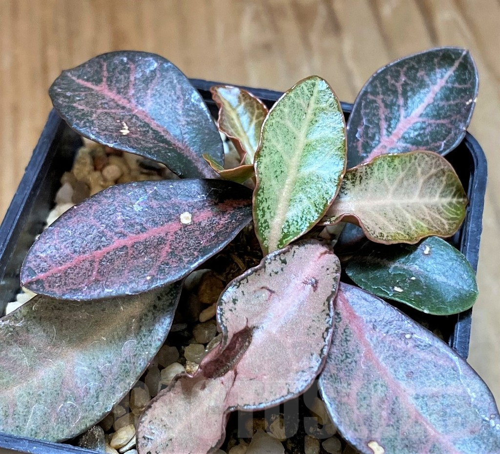 SH7715 Euphorbia francoisii hybrid