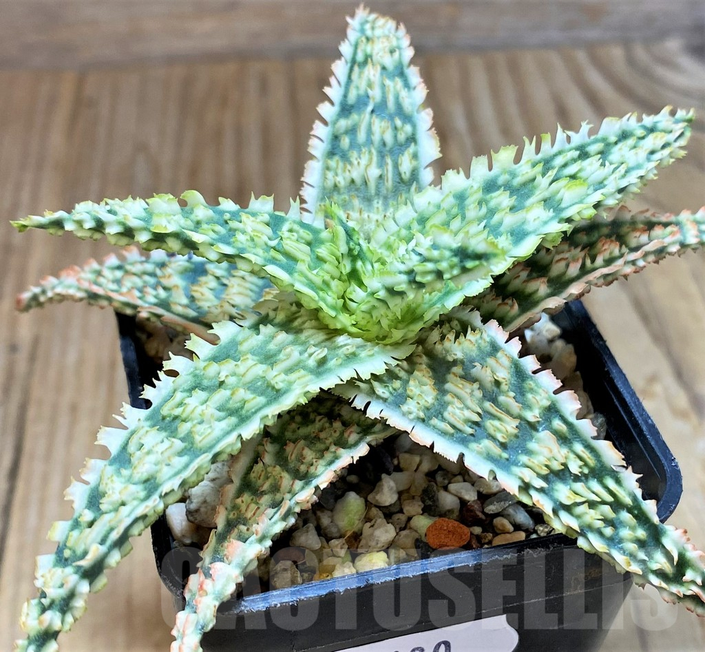 SH7680 Aloe TCT hybrid - immagine 2