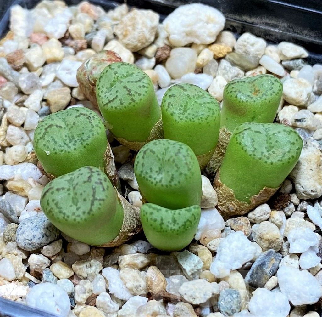 SH7718 Conophytum obcordellum