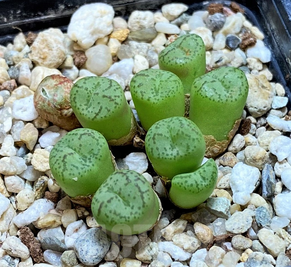 SH7718 Conophytum obcordellum – Image 2