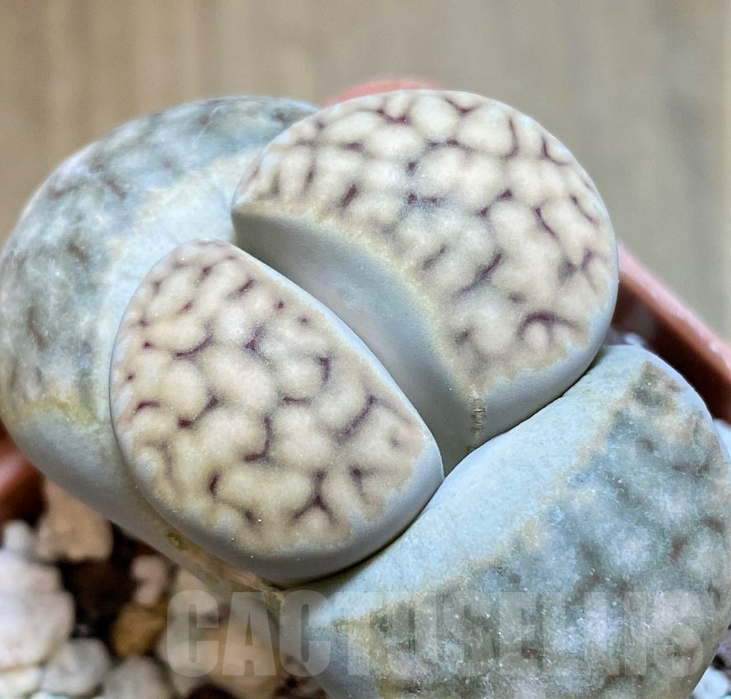 SH7721 Lithops karasmontana ssp. eberlanzii