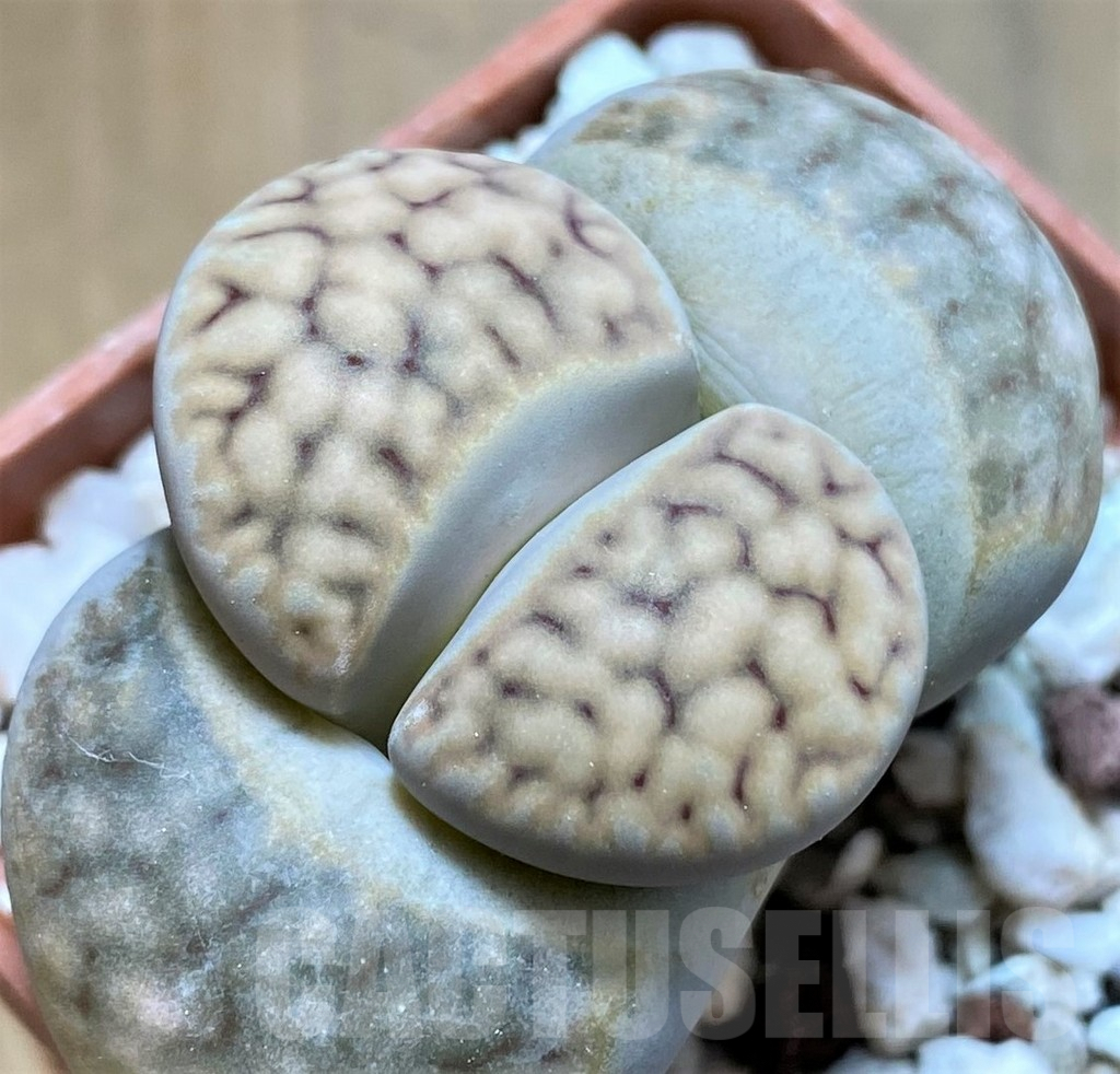 SH7721 Lithops karasmontana ssp. eberlanzii - 画像 (2)