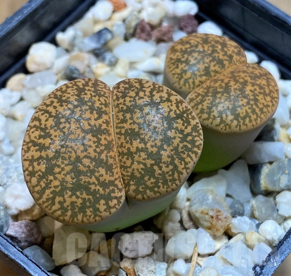 SH7722 Lithops lesliei v. hornii