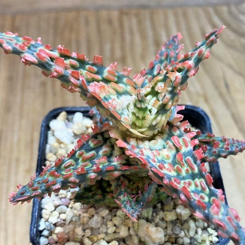 SH7681 Aloe TCT hybrid