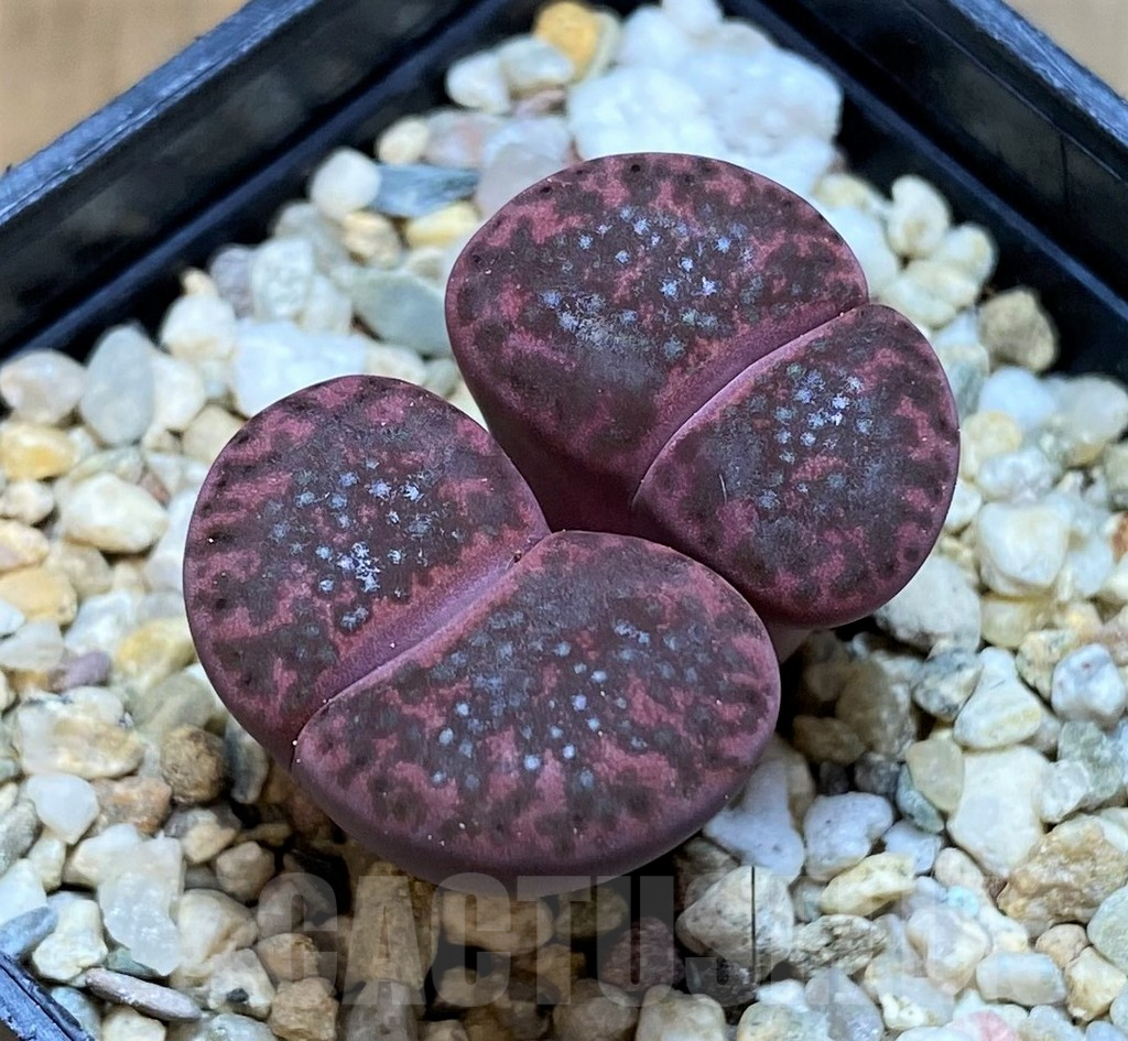 SH7724 Lithops bromfieldii 'Embers'