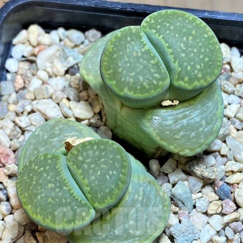 SH7725 Lithops julii 'Fuller Green'