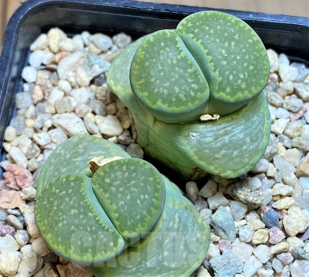 SH7725 Lithops julii 'Fuller Green'