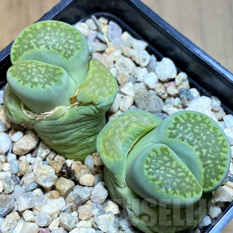 SH7727 Lithops julii 'Fuller Green'