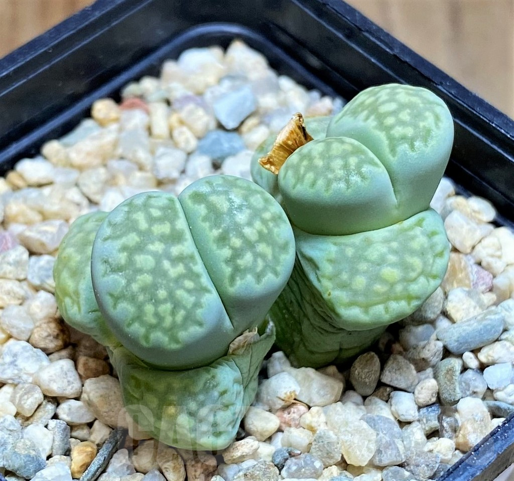 SH7728 Lithops julii 'Fuller Green'