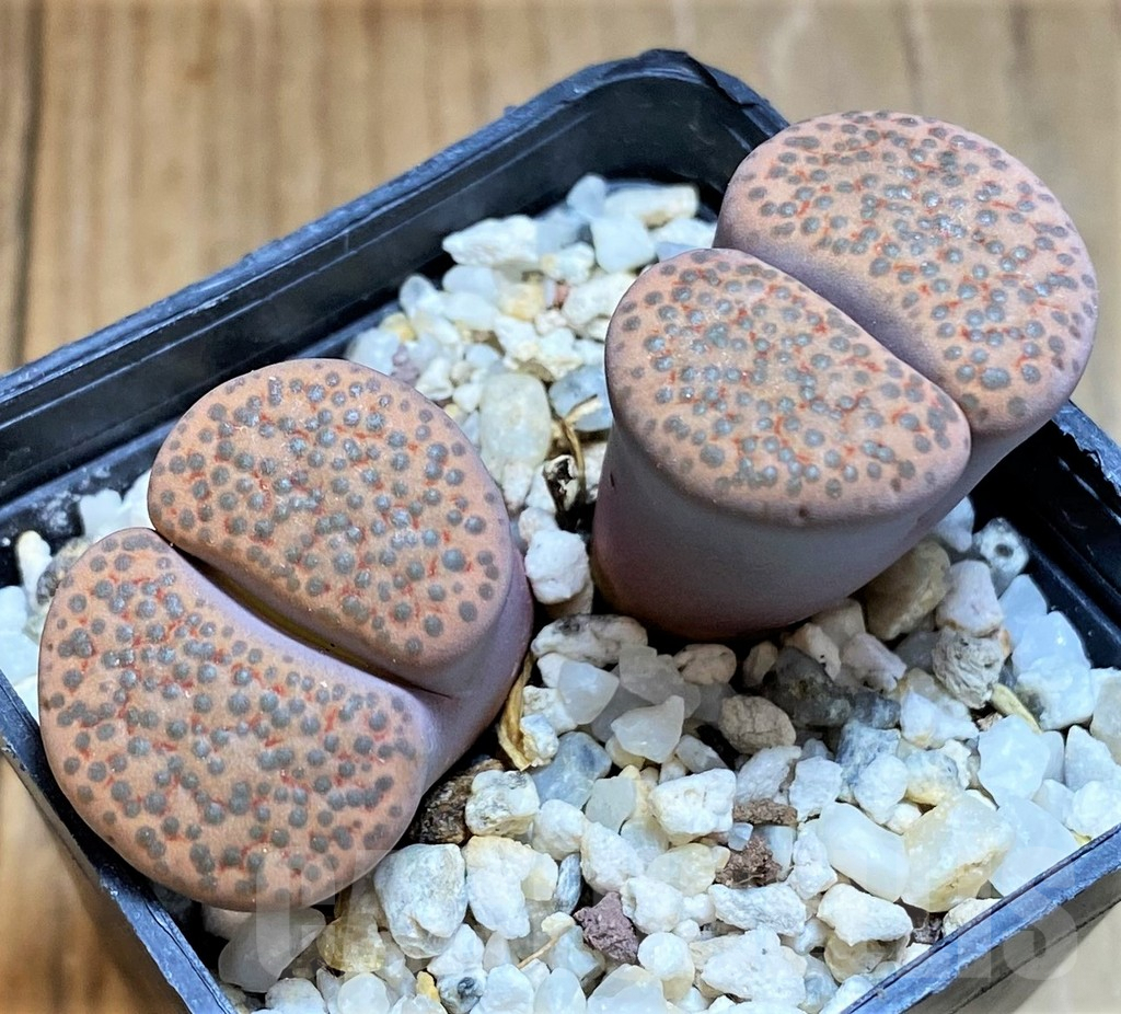 SH7731 Lithops fulviceps