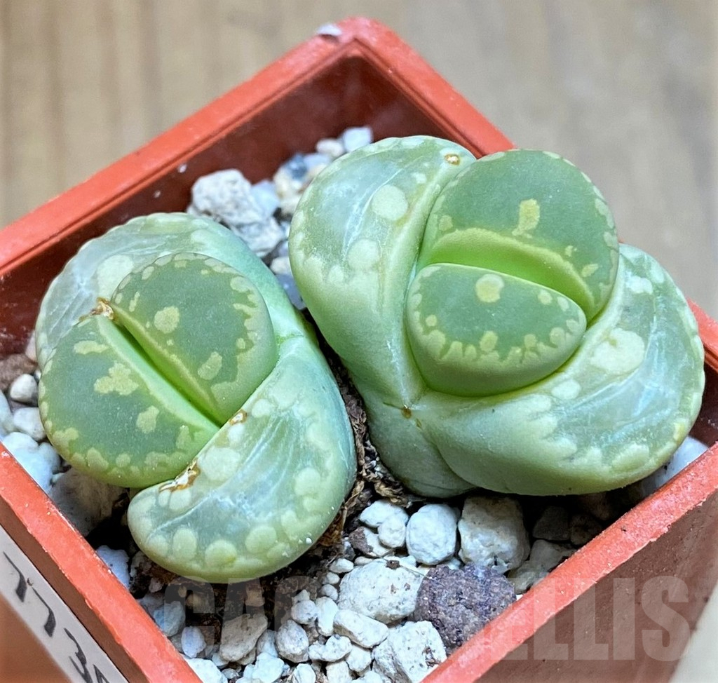 SH7735 Lithops otzeniana