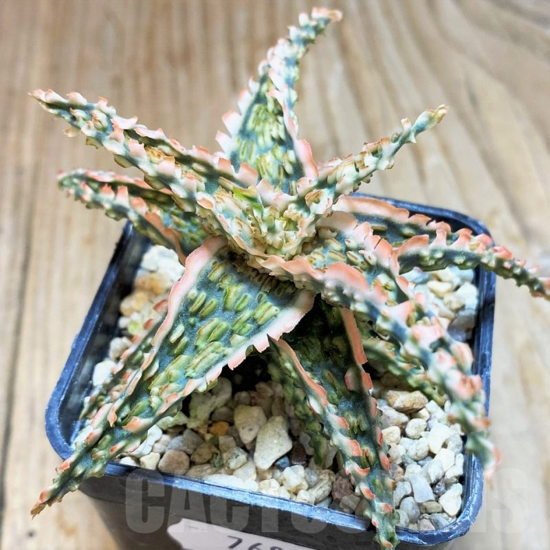 SH7682 Aloe TCT hybrid
