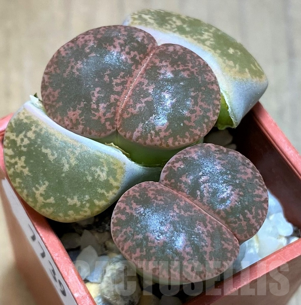SH7739 Lithops lesliei – Herming spenits- SH1621