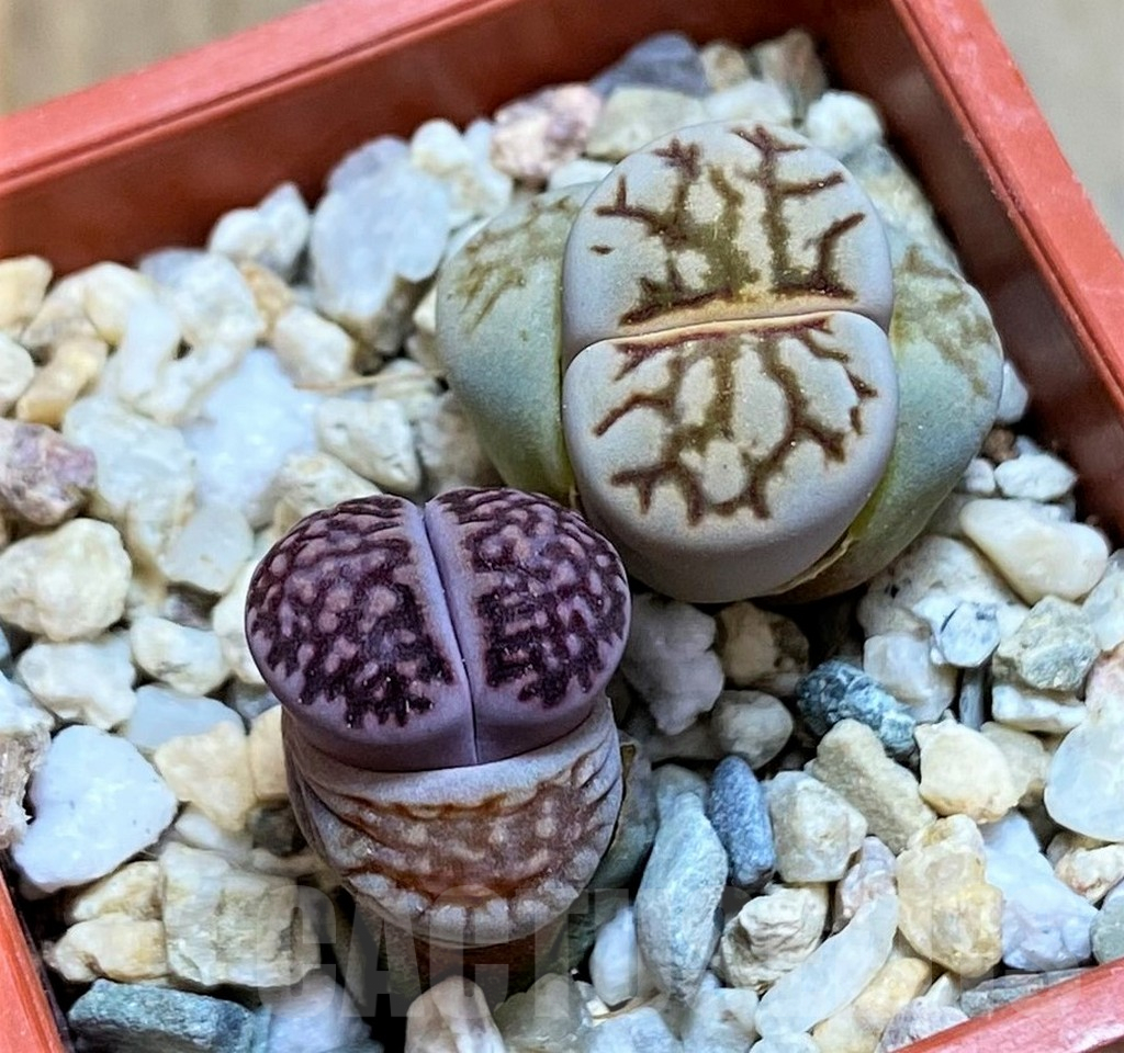 SH7743 Lithops julii ‘Kikushogyoku’, Lithops salicola ‘Sato’s Violet’ hybrid