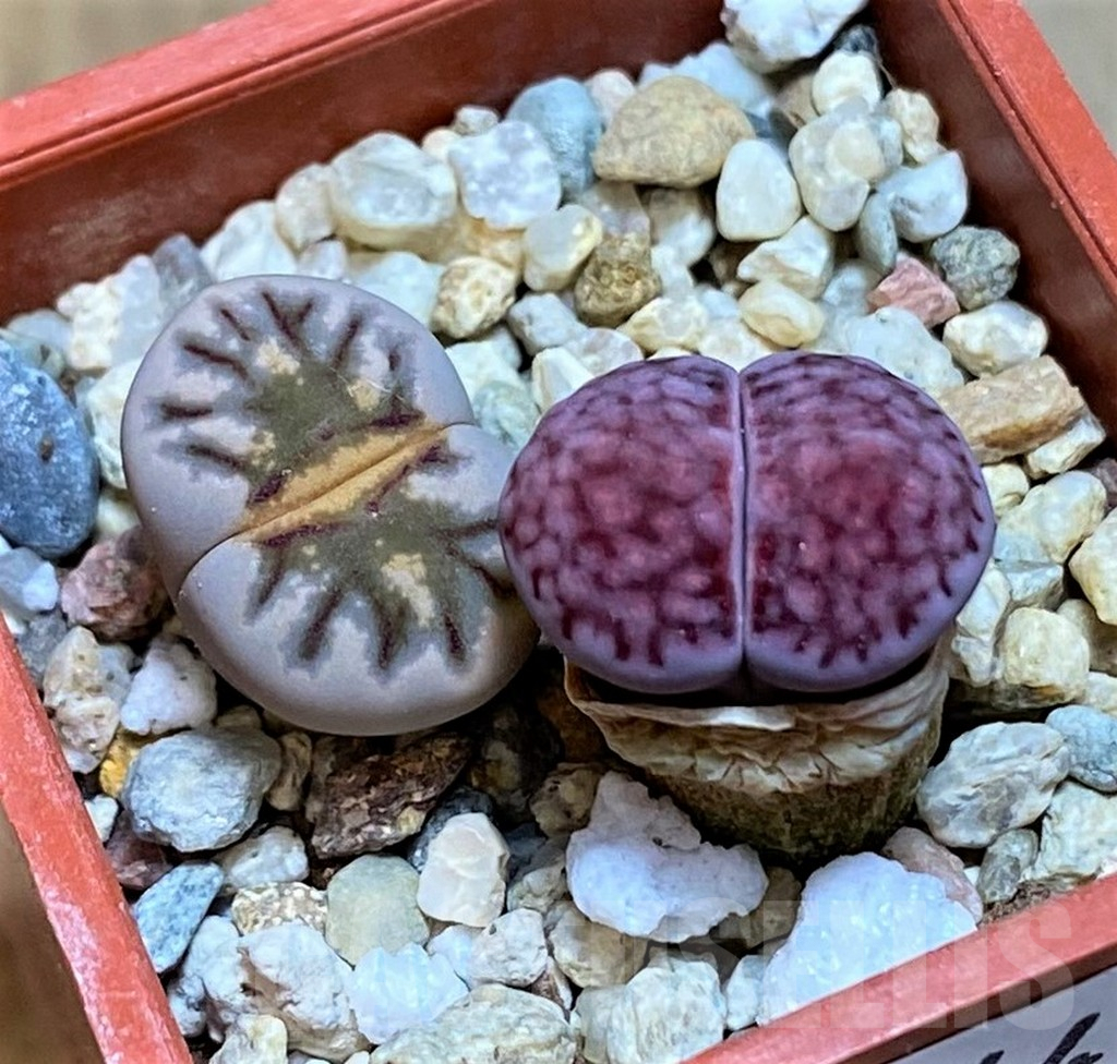 SH7744 Lithops julii ‘Kikushogyoku’, Lithops salicola ‘Sato’s Violet’ hybrid