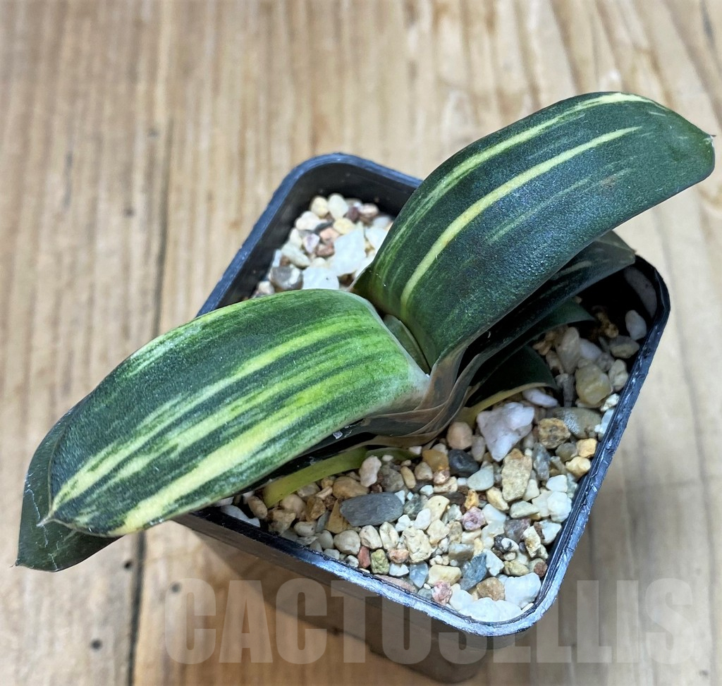 SH7677 Gasteria hybrid f. variegata