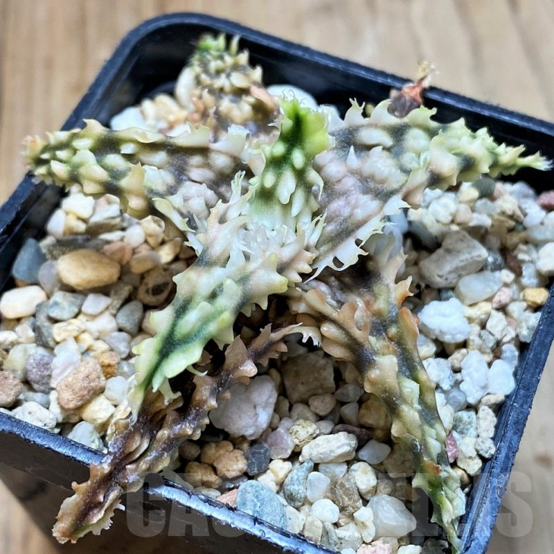 SH7683 Aloe TCT hybrid