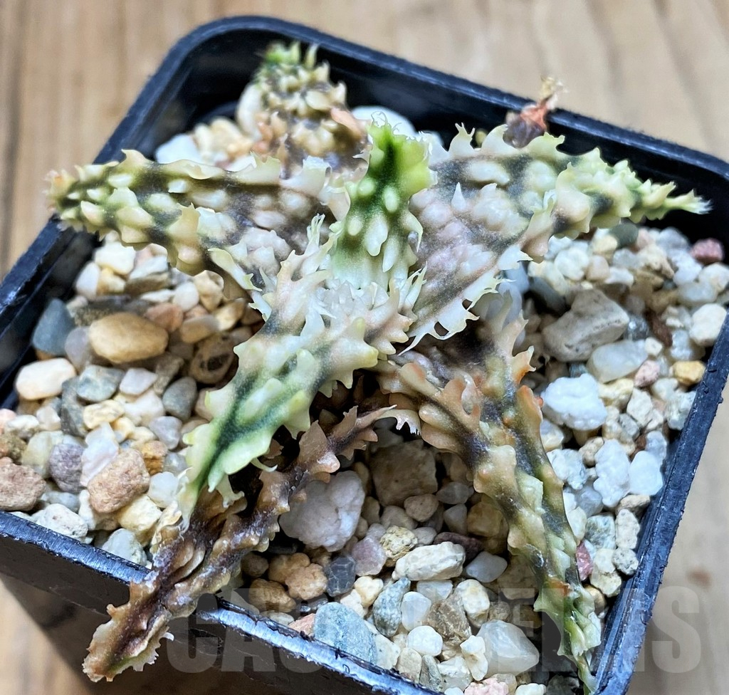 SH7683 Aloe TCT hybrid