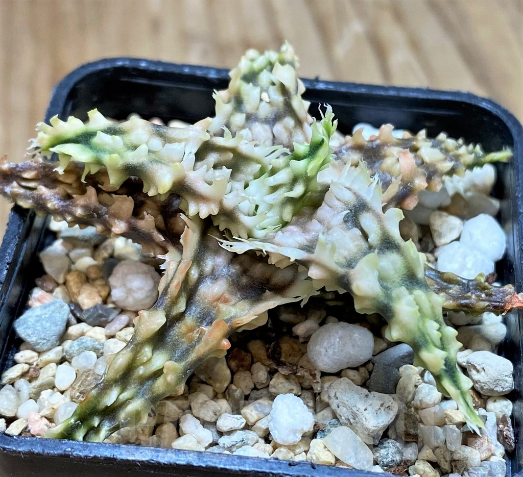 SH7683 Aloe TCT hybrid - Image 2