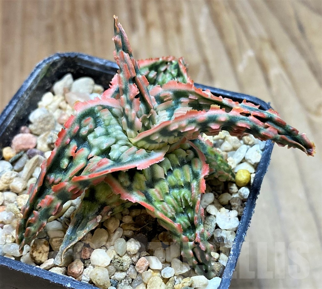 SH7684 Aloe TCT hybrid - Image 2