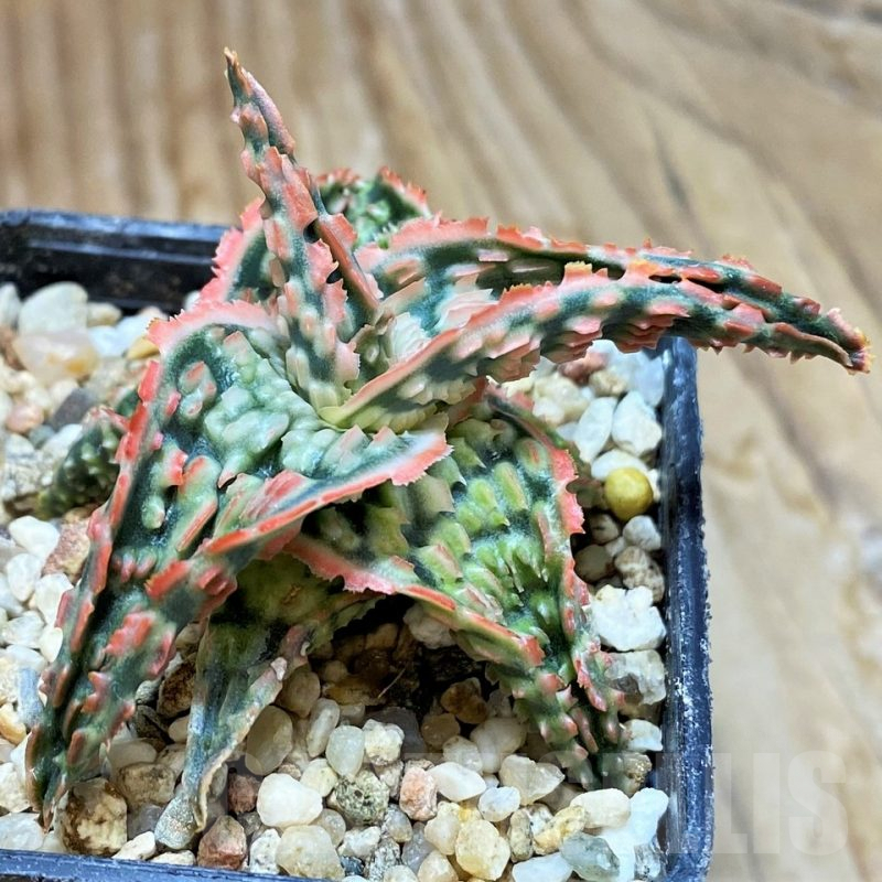 SH7684 Aloe TCT hybrid