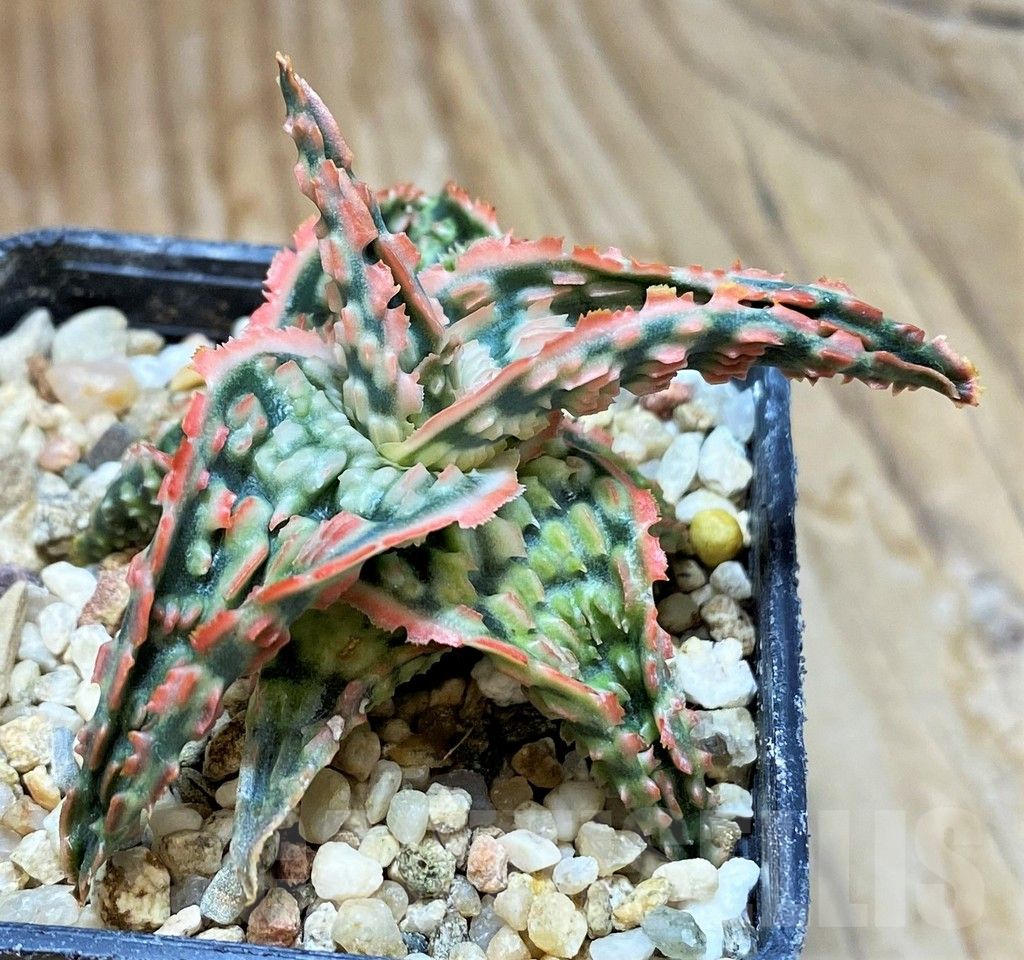 SH7684 Aloe TCT hybrid
