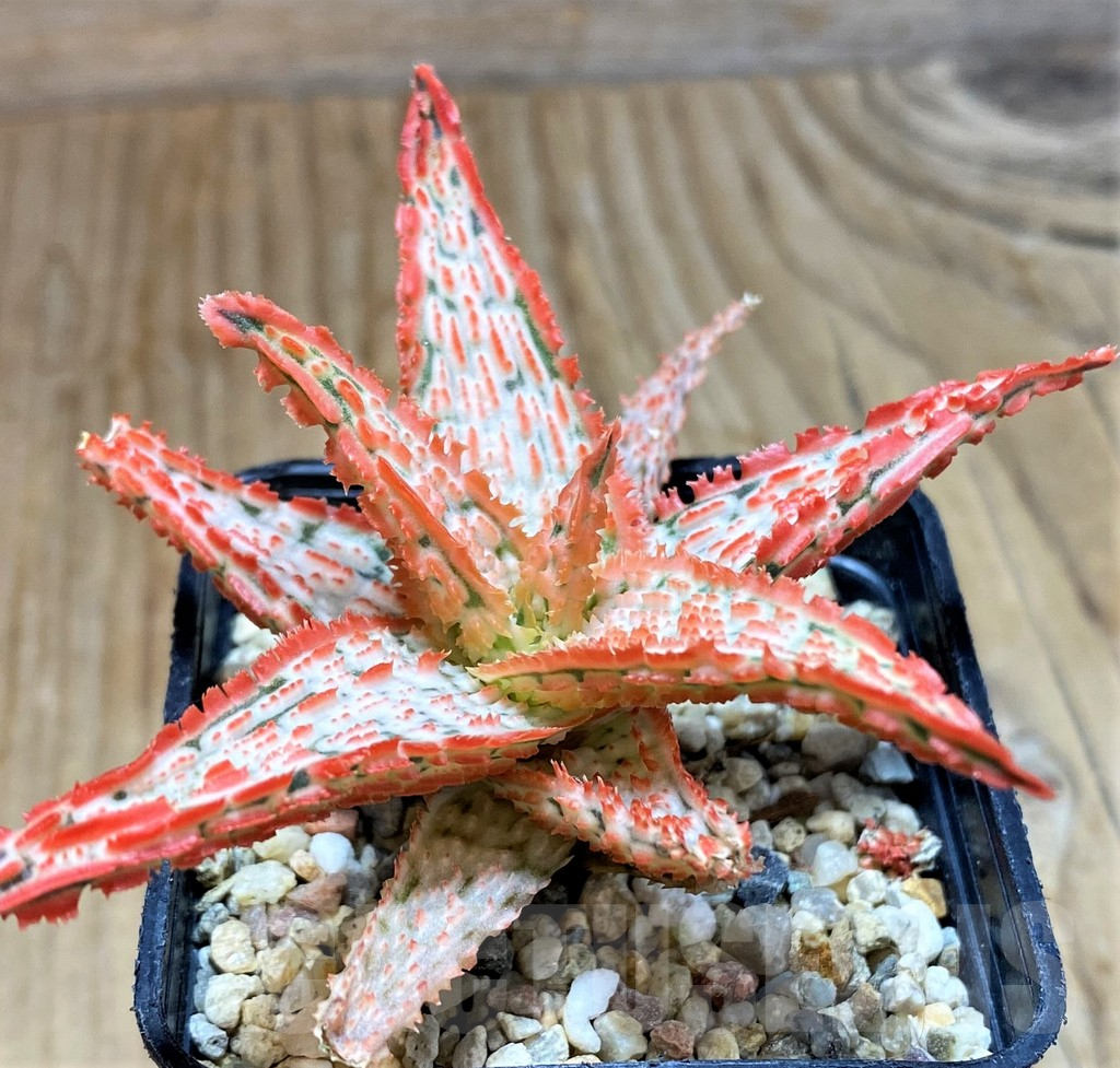 SH7686 Aloe TCT hybrid