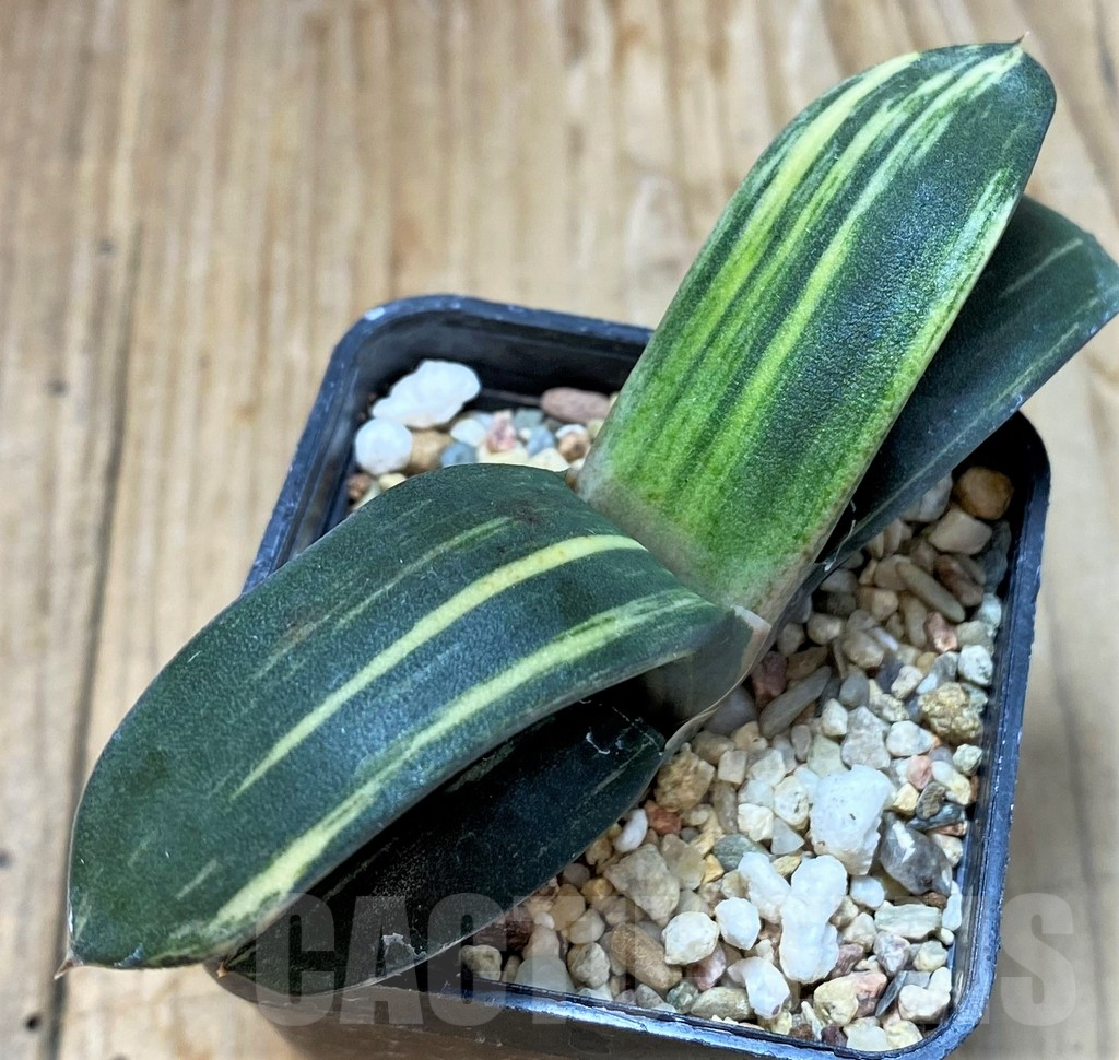 SH7677 Gasteria hybrid f. variegata - Image 2