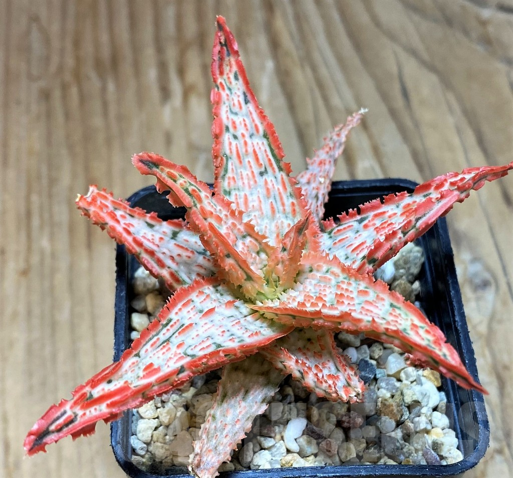 SH7686 Aloe TCT hybrid - Image 2