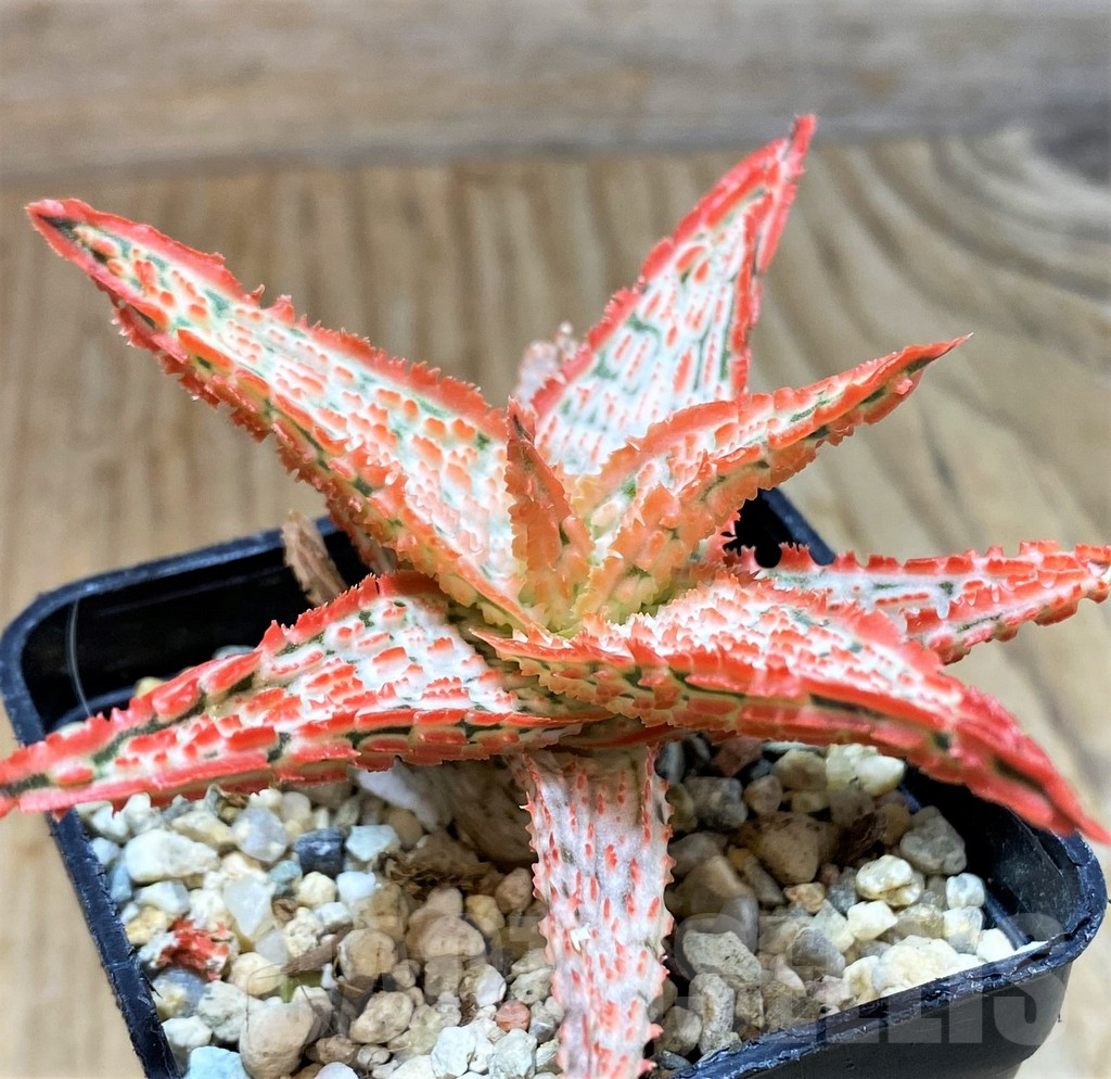 SH7686 Aloe TCT hybrid - Image 3