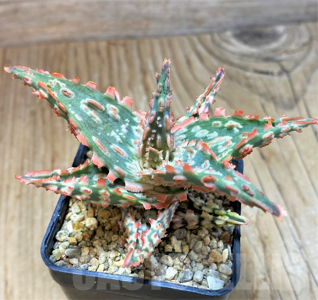 SH7687 Aloe TCT hybrid - immagine 3