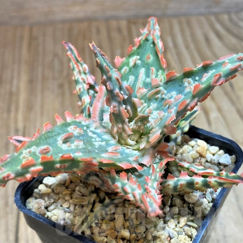 SH7687 Aloe TCT hybrid