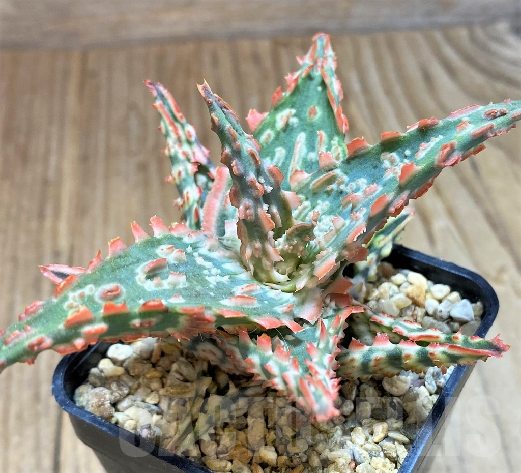 SH7687 Aloe TCT hybrid