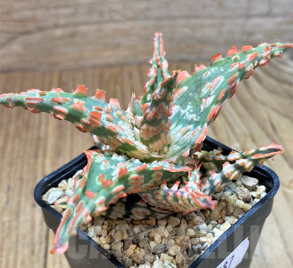 SH7687 Aloe TCT hybrid - immagine 2