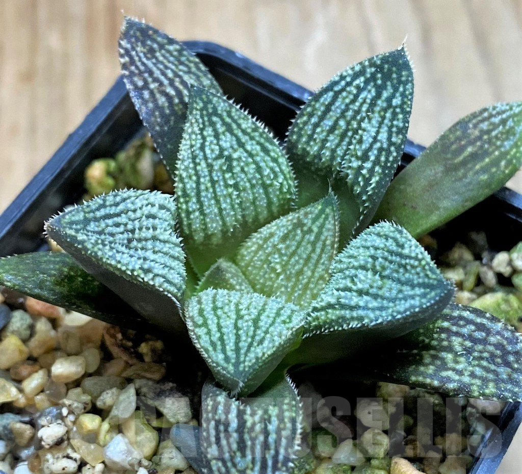 SH7689 Haworthia picta 'Silver Kiwi' - Image 2