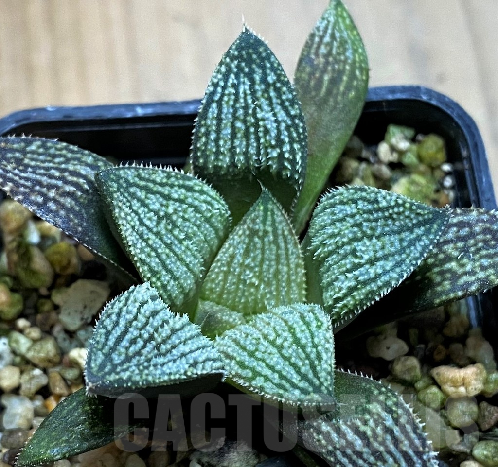 SH7689 Haworthia picta 'Silver Kiwi'