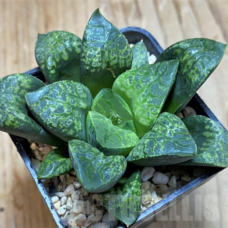SH7691 Haworthia 'Kamen Butokai'