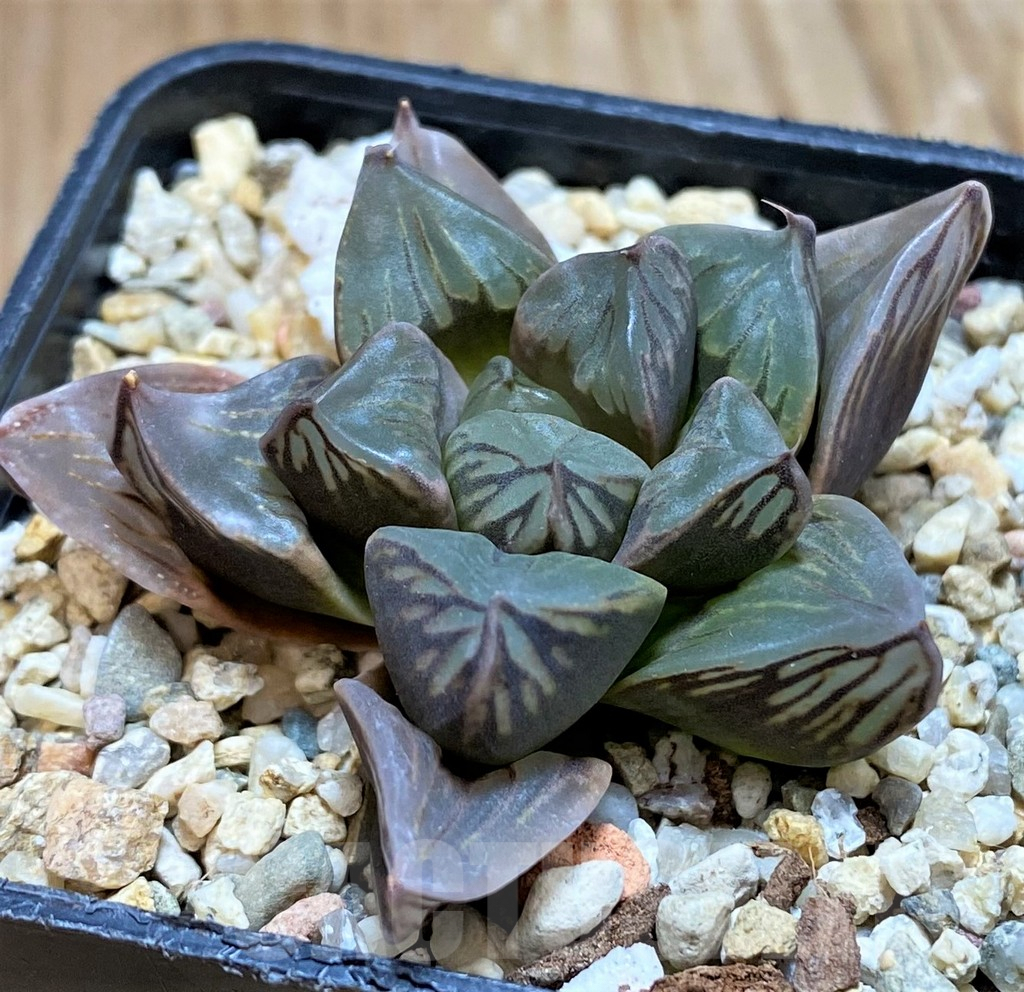 SH7692 Haworthia 'Black Star' - Image 2
