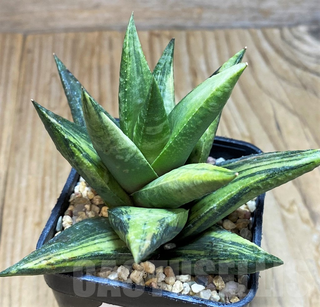 SH7678 Astroloba sp. f. variegata